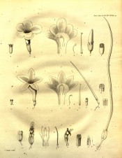 The uncoloured figure shows the parts of the flower in detail.  Transactions of the Linnean Society  tab.II, 1825.