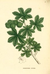 Illustrated are the palmate leaves and unripe seed capsules.  Saint-Hilaire Arb. pl.41, 1824.