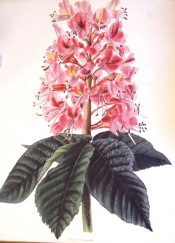 The image shows a flowering shoot with deep pink flowers.  Loddiges Botanical Cabinet no.1242, 1828.