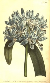 Figured is a strap-like leaf and rounded umbel of blue, trumpet-shaped flowers.  Curtis's Botanical Magazine t.500/1800.