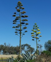 The photograph shows a clump of agaves with grey foliage with 2 flower spikes, one showing the bright yellow flowers.