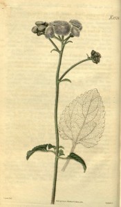 Figured is a spindly shoot topped by an umbel of pale blue flowers.  Curtis's Botanical Magazine t.2524, 1824.
