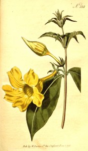 The image depicts a shoot with leaves and a golden yellow trumpet-shaped flower.  Curtis's Botanical Cabinet  t.338, 1796.