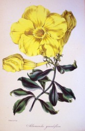 The image depicts a large golden yellow trumpet flower.  Paxton's Magazine of Botany p.79, 1845.