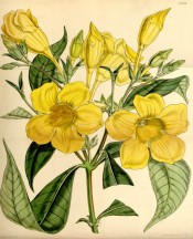 The image depicts bright yellow trumpet flowers with an indistinctly striped throat.  Curtis's Botanical Magazine t.4351, 1848.