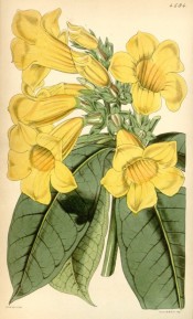 The image depicts yellow trumpet flowers and oleander-like leaves.  Curtis's Botanical Magazine t.4594, 1851.