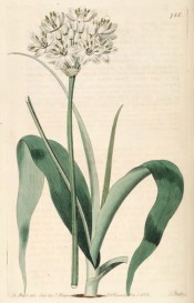 Depicted are strappy leaves and onion-like white flowers.  Botanical Register f.758, 1823.