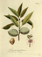 Figured is a fruiting shoot with leaves, flowers, green fruit and an opened almond. Pomona Austriaca t.45, 1792.