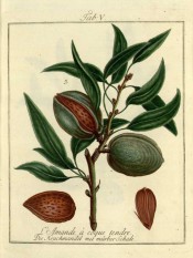 Figured is a fruiting shoot with leaves, green fruit, nut and an opened almond. Pomona Franconica vol.1, t.5, 1776.