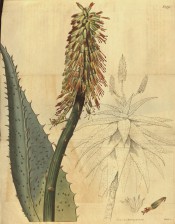 Figured is an outline of leaf rosette and flower spike with detail of leaf and flower. Curtis's Botanical Magazine t.1975, 1818.