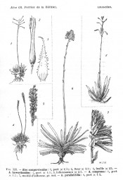 The figure shows 5 aloes, A. haworthii is the small plant at bottom left.  Flore de Madagascar p.91, 1938.
