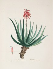 Figured is the stem, rosette of fleshy leaves and a red flower spike.  Plantarum Historia Succulentarum p.85, 1799-1837.