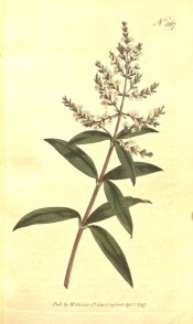 Illustrated is a shoot with lance-shaped leaves and tiny white flowers.  Curtis's botanical Magazine t.367, 1797.