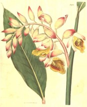 Depicted is a lance-shaped leaf and spike of white, pink and yellow flowers.  Curtis's Botanical Magazine t.1903, 1817.