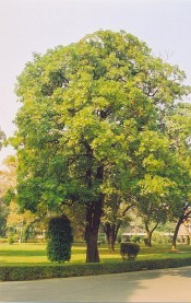 The image is of a mature Alstonia scholaris tree located at the Indian Institute of Technology, Kanpur Campur.  Wikipedia.