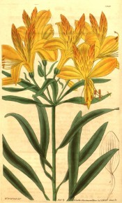 The image shows a flowering shoot with bright orange-yellow flowers.  Curtis's Botanical Magazine t.3350, 1834.