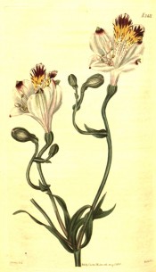 The image depicts whitish flowers with yellow and purple-brown markings.  Curtis's Botanical Magazine t.2421, 1823.