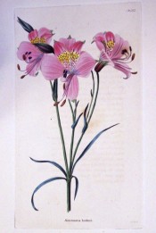 The image shows bright pink flowers with yellow, red-spotted throats.  Loddiges Botanical Cabinet no.1272, 1827.