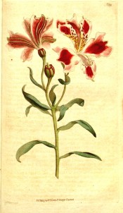 The image shows bright red flowers, spotted with brownish-purple.  Curtis's Botanical Magazine t.139, 1791.