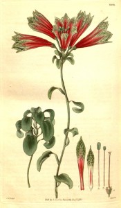 The image depicts, stem, leaves and funnel-shaped flowers, red outside, green lips.  Curtis's Botanical Magazine t.3033, 1830.