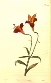 The image depicts stem, leaves and funnel-shaped flowers, orange and crimson.  Curtis's Botanical Magazine t.2353, 1822.