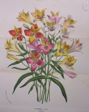 Illustrated are Peruvian Lily hybrids in a range of colours from yellow to pink.  Flore des Serres p.98 vol.1, 1845.