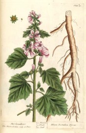 The image shows leaves and pink flowers and the medicinally-important root.  Blackwell pl.90, 1737.