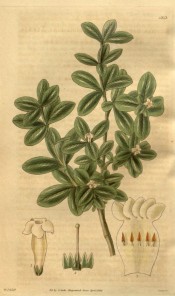 The image depicts a shrub with small, shiny leaves and terminal small white flowers.  Curtis's Botanical Cabinet t.3313, 1834.