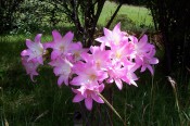 Amaryllis belladonna - bright pink, funnel-shaped flowers.
