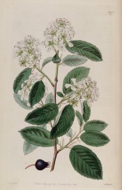 Figured are toothed leaves, racemes of small white flowers and a single purple fruit.  Botanical Register f.1171, 1828.