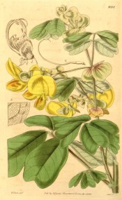 Figured are heart-shaped leaves and yellow pea-like flowers.  Curtis's Botanical Magazine t.4008, 1843.