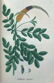 Shown are pinnate leaves and a terminal raceme of purple flowers with prominent yellow anthers.  Saint-Hilaire Tr. pl.11, 1825.