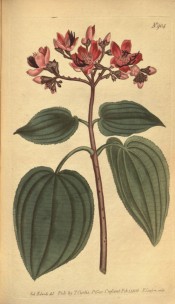 Figured are pointed, ovate, strongly-veined leaves and terminal corymb of red flowers.  Curtis's Botanical Magazine t.904, 1806.