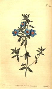 The image shows an upright shoot with bright blue flowers with a red eye.  Curtis's Botanical Magazine t.2389, 1823.