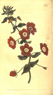 The image shows a flowering shoot with deep red single flowers with a white throat.  Curtis's Botanical Magazine t.831, 1805.