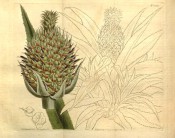 Shown is a pineapple with spiky rosette of leaves topped with an red and green fruit. Curtis's Botanical Magazine t.1554, 1813.