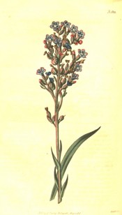 The image shows a flowering spike with small blue, pink-tinged flowers.  Curtis's Botanical Magazine t.1822, 1816.