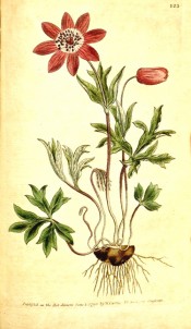 Depicted is a single anemone with red flower, dissected leaves and cormous root stock.  Curtis's Botanical Magazine t.123, 1790.