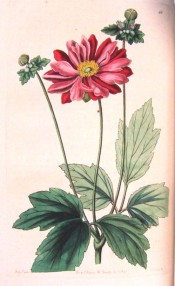 Depicted is a semi-double anemone with bright red flower.  Botanical Register f.66, 1845.