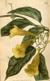 Illustrated are ovate leaves and bright yellow, funnel-shaped flowers.  Curtis's Botanical Magazine t.2148, 1820.