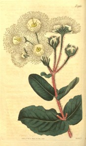Illustrated are the grey-green leaves with wavy margins, and creamy-white flowers.  Curtis's Botanical Magazine t.1960, 1818.