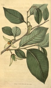 The image shows broadly ovate leaves and tree-petalled white flowers.  Curtis's Botanical Magazine t.2011, 1818.