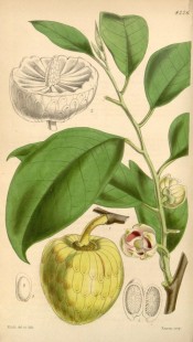 Illustrated is the large yellow fruit and broadly ovate leaves.  Curtis's Botanical Magazine t.4226,1846.