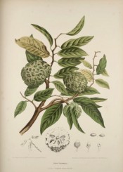 Illustrated are the ovate leaves, greenish scaly fruit, and details of the fruit.  van Nooten.