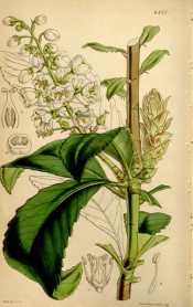 Illustrated are the lance-shaped leaves and racemes of  white, bell-shaped flowers.  Curtis's Botanical Magazine t.4377, 1848.