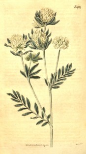 Figured are pinnate, silvery leaves and dense racemes of pale yellow flowers.  Curtis's Botanical Magazine t.1927, 1817.