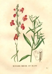 The illustration is of a snapdragon with red and white flowers.  Saint-Hilaire pl.307, 1831.