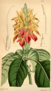 Illustrated are the broad ovate leaves and la spike of large orange-scarlet flowers.  Curtis's Botanical Magazine t.4224, 1846.