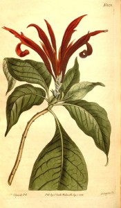 Shown are the glossy, drooping oblong leaves and  spike of showy scarlet flowers.  Curtis's Botanical Magazine t.1578, 1813.