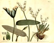Illustrated are the strap-like leaves, white flowers and seed pods.  Curtis's Botanical Magazine t.1293, 1810.